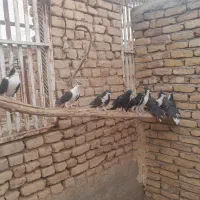 کبوتر