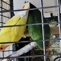 یک جفت طوطی برزیلی مولد با لانه