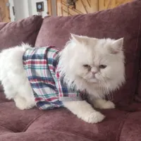 گربه نر فقط جفتگیری