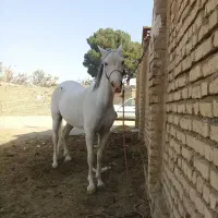 مادیون ابرش