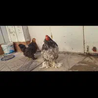 مرغ و خروس برهما|حیوانات مزرعه|مشهد, کوشک مهدی|دیوار