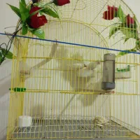 فنج نرگسی سفید|پرنده|رشت, جماران|دیوار