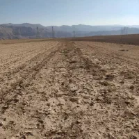 دیمیزار متراژ کوچک باسند تک برگ