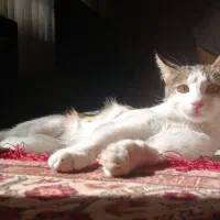 واگذاری گربه