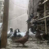 کفتر|پرنده|مشهد, ملک‌آباد|دیوار