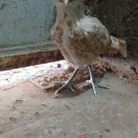 ۶عددنیمچه سلطان۴نیم ماهه یک جفت پولند