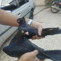 جفت آبادانی جوان پرش بازی