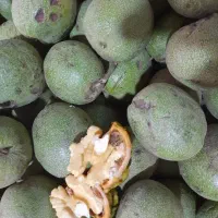 گردو الو سیاه الوزرد سیب گلاب
