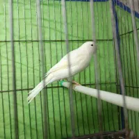 قناری نر سوپر بلند سفید