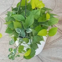 کلکسیونی و سرسبز