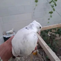 طوقی|پرنده|خرمشهر, |دیوار