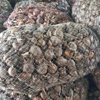 پیاز گل نرگس شهلا درجه یک