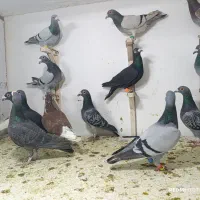 حیوون بوم|پرنده|مشهد, هفت تیر (نه دره)|دیوار