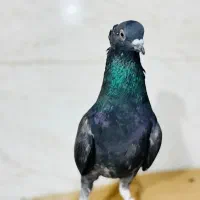 کبوتر اشعل نر