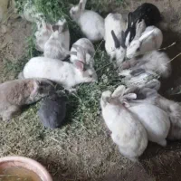 خرگوش خوشگل سیصد