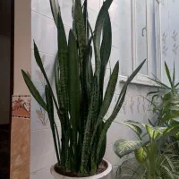 گل و گیاه|گل و گیاه طبیعی|سراجو, |دیوار