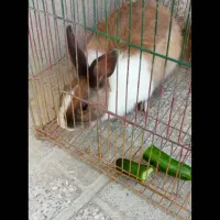 فروش یک عدد خرگوش ماده