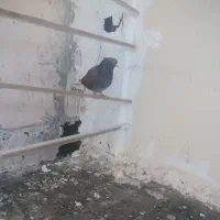 سرخ نر|پرنده|پرند, فاز ۶|دیوار