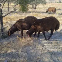 بره چاق|حیوانات مزرعه|شیراز, محراب|دیوار