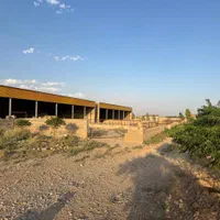 دامداری-200-راسی-گوساله-پروری-12000-متر