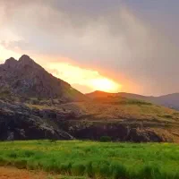 یونجه برای دام