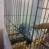 یک عدد کاسکو دم قرمز|پرنده|رشت, کوی قدس|دیوار