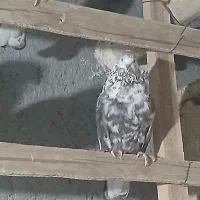 کبوتر سرور|پرنده|خوانسار, |دیوار