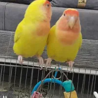 کوتوله  برزیلی|پرنده|فولادشهر, مسکن مهر فولادشهر|دیوار