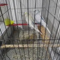 یک جفت مرغ عشق انگلیسی مولد با جوجه