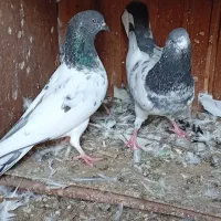 مرغ محلی ریشی|پرنده|بوشهر, |دیوار