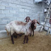 گوسفند فروشی|حیوانات مزرعه|مینودشت, |دیوار