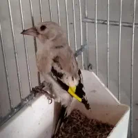 . مرغ عشق فنچ. عروس