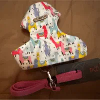 قلاده سگ|لوازم جانبی حیوانات|رشت, استادسرا|دیوار