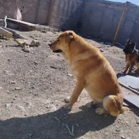 سگ نگهبان