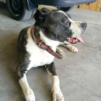 سگ پیک بل یک ساله