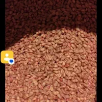 بذر گندم پیشگام