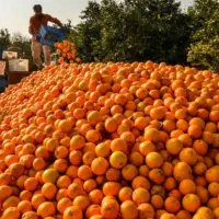 آغاز ساخت سردخانه مرکبات در بابل/نور/آمل