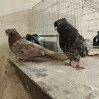 یک جفت سرور کاکلی عتیقه