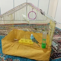 قفس بزرگ و مرغ عشق