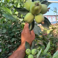باغبانی باغچه وگل آپارتمانی صفرتا۱۰۰