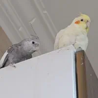 عروس هلندی دستی