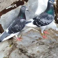 کفتر قره فروشی