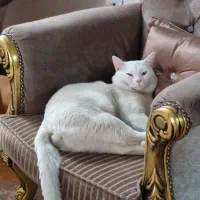 گربه نر ۱ ساله سالم دنبال ماده