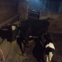 گاوه گوساله|حیوانات مزرعه|بیجار, |دیوار