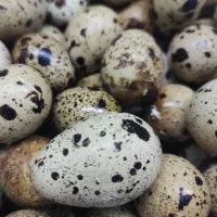 تخم نطفه دار بلدرچین با تنوع رنگ مولد