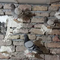 3جفت پلاکی از بهترین لون