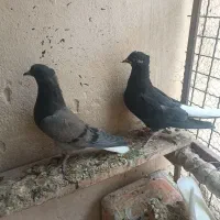 کبوتردم سفیدطوقی شازده