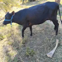 گاوماده‌باگوسااله‌ماده