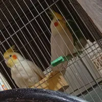 عروس هلندی مولد