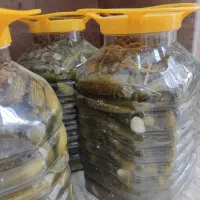 خیارشور ممتاز گلخانه ای درجه ۱